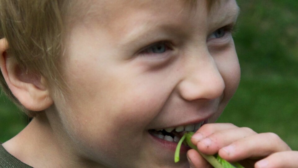 Står plantene for tett, kan barna bare spise etter hvert. De synes det er morsomt å spise det de dyrker selv.