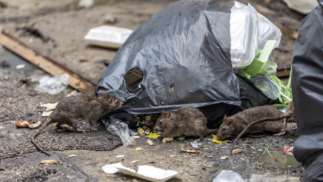 Rotter er skadedyr som beveger seg mellom rene og urene områder og kan derfor overføre smitte og bakterier. Illustrasjonsbilde. Rotter er skadedyr som beveger seg mellom rene og urene områder og kan derfor overføre smitte og bakterier. Illustrasjonsbilde.