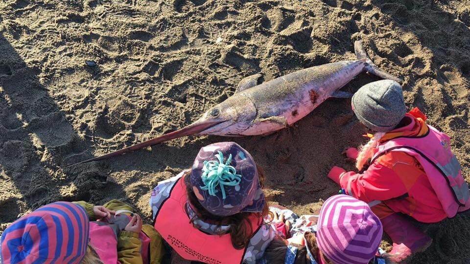 Barna i Nordpolen FUS barnehage i Oslo fikk god tid til å undre seg over det helt spesielle funnet etter at de kom over en død sverdfisk på Huk.