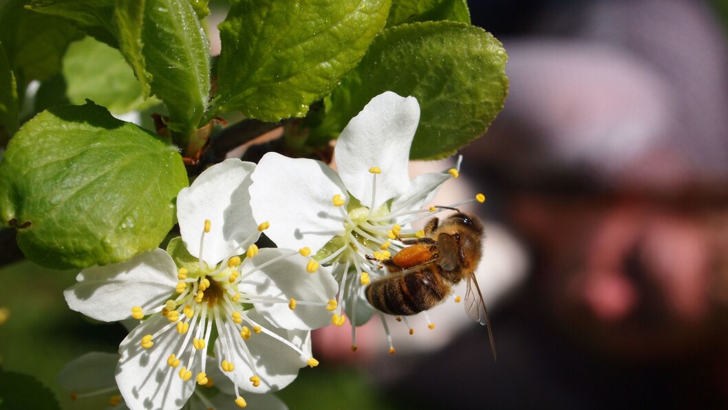 Bie på plommeblomst. Bienes pollinering sikrer bedre kvalitet, høyere avling og jevnere modning av frukt, bær og oljevekster. Bie på plommeblomst. Bienes pollinering sikrer bedre kvalitet, høyere avling og jevnere modning av frukt, bær og oljevekster.