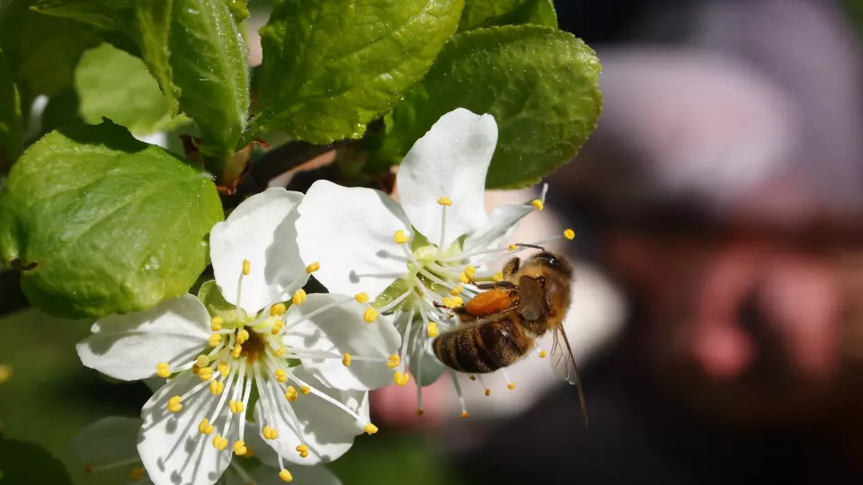 Bie på plommeblomst. Bienes pollinering sikrer bedre kvalitet, høyere avling og jevnere modning av frukt, bær og oljevekster.