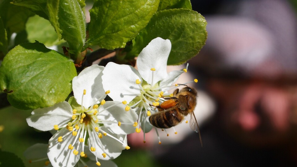 Bie på plommeblomst. Bienes pollinering sikrer bedre kvalitet, høyere avling og jevnere modning av frukt, bær og oljevekster.