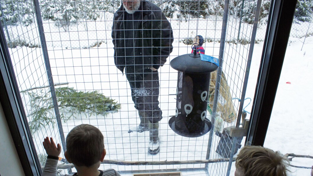 Barna ser ut på fuglekarnappet de har fått utenfor vinduet sitt. Nå er det bare å vente på fuglene. Barna ser ut på fuglekarnappet de har fått utenfor vinduet sitt. Nå er det bare å vente på fuglene.