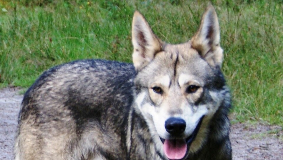 Det var en hund av typen saarloos wolfhond, en krysning mellom ulv og schäfer, som gikk til angrep på treåringen i Maurtua barnehage.