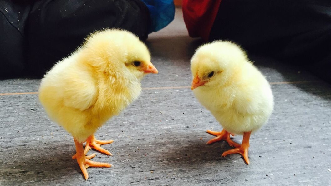 Skogkanten dyr og naturbarnehage skal selge egg og hagehøns gjennom barnehagebedriften «Innovative barnehagebarn». Det skal gi penger til nye leker. Skogkanten dyr og naturbarnehage skal selge egg og hagehøns gjennom barnehagebedriften «Innovative barnehagebarn». Det skal gi penger til nye leker.