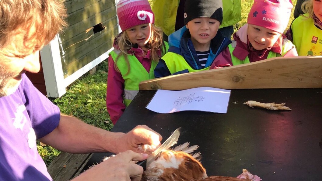 Barna fulgte spent med da Finn Arne Almås ved Bodin 4H-gård arbeidet med den avlivede høna. Alle foto: Norlandia Kjeldmyrlia barnehage Barna fulgte spent med da Finn Arne Almås ved Bodin 4H-gård arbeidet med den avlivede høna. Alle foto: Norlandia Kjeldmyrlia barnehage