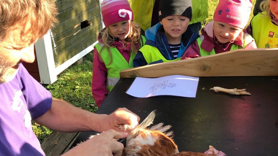 Barna fulgte spent med da Finn Arne Almås ved Bodin 4H-gård arbeidet med den avlivede høna. Alle foto: Norlandia Kjeldmyrlia barnehage