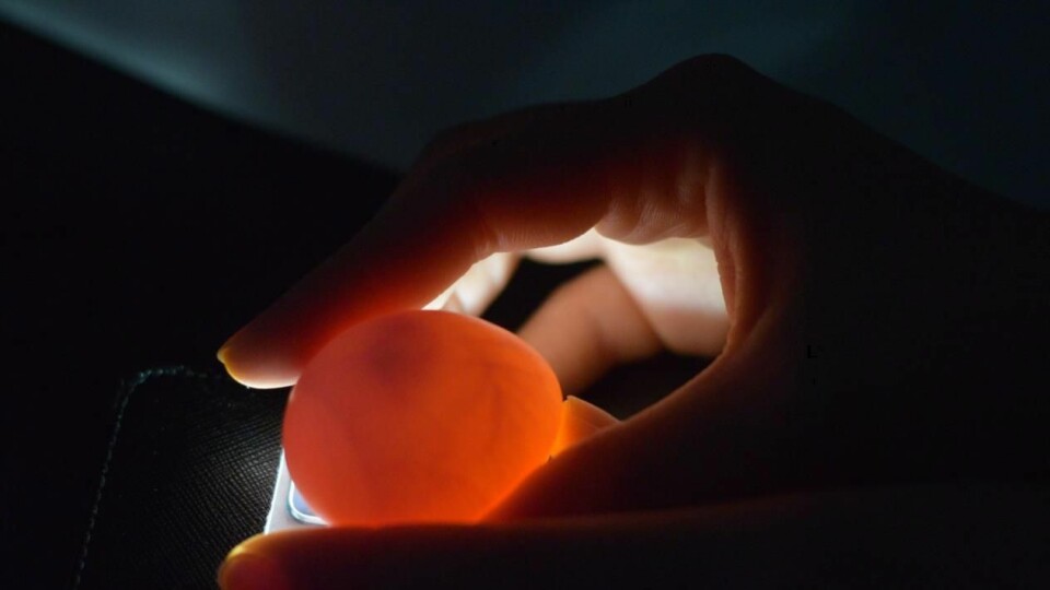 Fra den syvende dagen skulle gjennomlyste barnehagen eggene dem med lommelykt for å se om det var blitt liv inni dem.