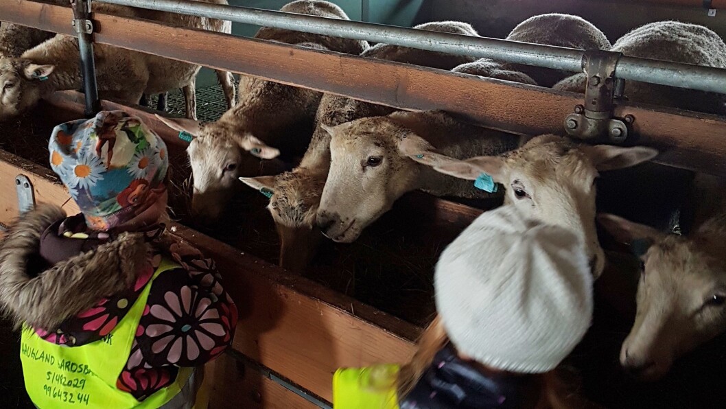 At barna lærer at de er en del av et større system, og at de får et større perspektiv ut over seg selv er et viktig tema for mange gårds- og naturbarnehager. Nå er bærekraftig utvikling viet et eget punkt i rammeplanen. At barna lærer at de er en del av et større system, og at de får et større perspektiv ut over seg selv er et viktig tema for mange gårds- og naturbarnehager. Nå er bærekraftig utvikling viet et eget punkt i rammeplanen.