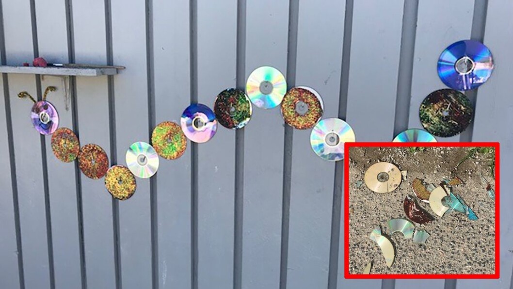 Den gamle cd-platene var malt etter alle kunstens regler og hengt opp på veggen som en flott larve. Men fikk ikke henge lenge i fred før vandaler rev dem ned og ødela alt. Foto: privat Den gamle cd-platene var malt etter alle kunstens regler og hengt opp på veggen som en flott larve. Men fikk ikke henge lenge i fred før vandaler rev dem ned og ødela alt. Foto: privat