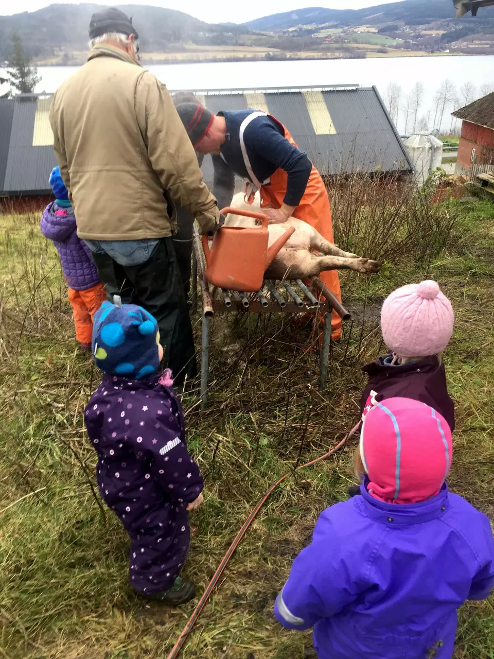I løpet av et år er barna i Nordby Gardsbarnehage med på de ulike hendelsene som skjer på gården.
