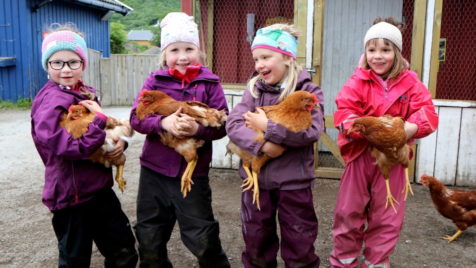 En, to, tre, fire... og fem. I Vollen barnehage i Bodø har de skaffet seg høner, noe både små og store gleder seg stort over.