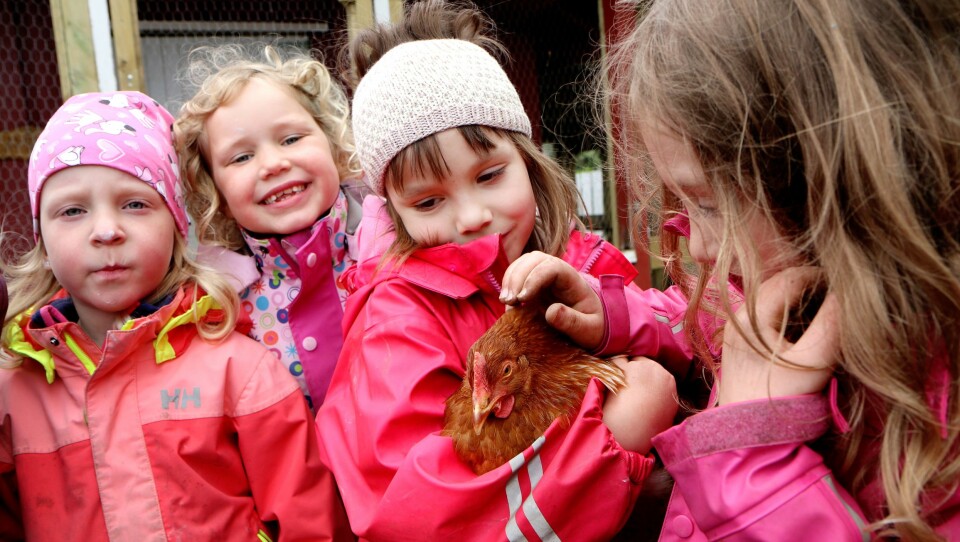 Empati og omsorg, samarbeid og respekt. Det er noen av ferdighetene barna får med seg gjennom å ta vare på hønene i Vollen barnehage.