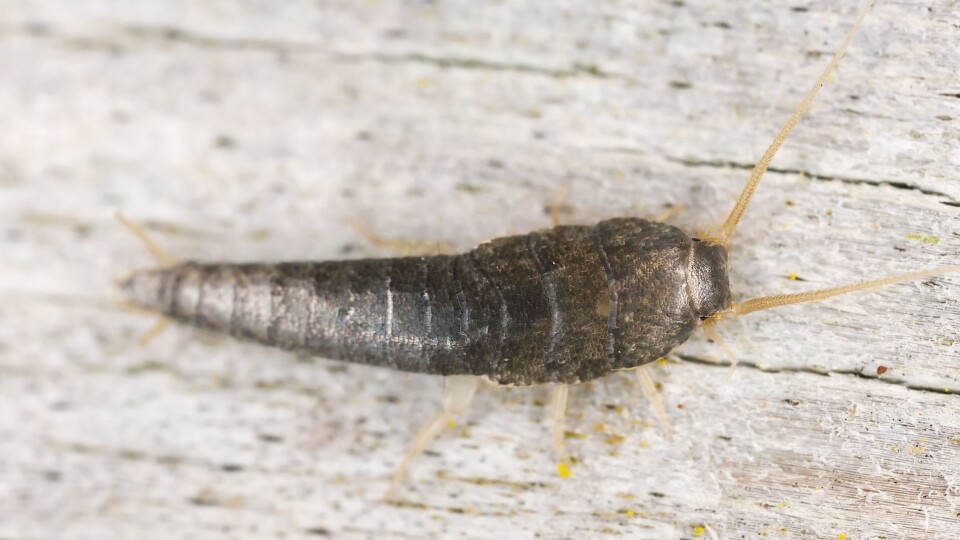 Skjeggkre (Ctenolepisma longicaudata) ble oppdaget i Norge i 2013, lever innendørs og kan bli opp til syv år, ifølge Wikipedia.