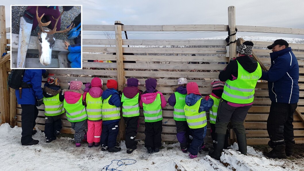 Hvert år reiser de eldste barna i den samiske barnehagen Álttá Siida barnehage til reingjerdet ved Áisaroaivi i Finnmark for å følge reinslaktingen. Hvert år reiser de eldste barna i den samiske barnehagen Álttá Siida barnehage til reingjerdet ved Áisaroaivi i Finnmark for å følge reinslaktingen.