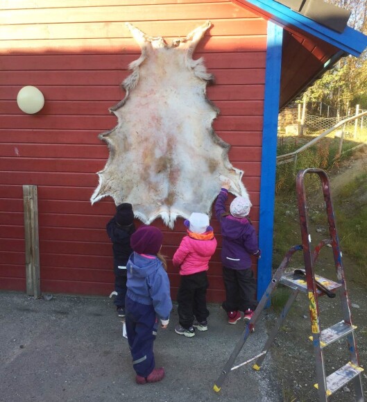 Reinskinnet spikres opp på veggen for å hindre at det krymper mens det tørker. Av skinnet blir det blant annet det tradisjonelle samiske fottøyet, skaller. Reinskinnet spikres opp på veggen for å hindre at det krymper mens det tørker. Av skinnet blir det blant annet det tradisjonelle samiske fottøyet, skaller.