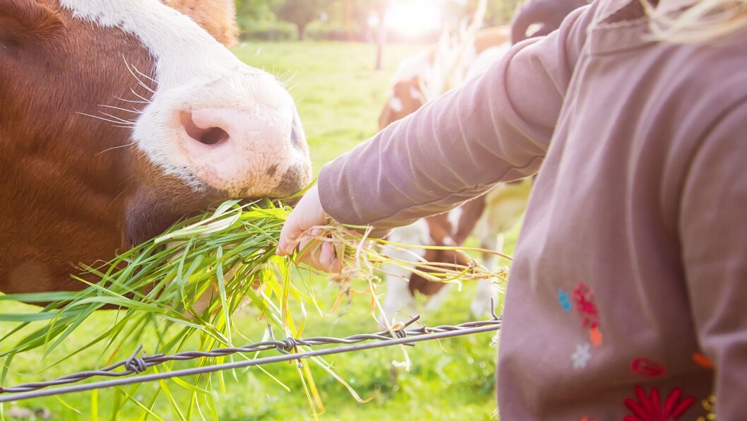 Enkelte veganere synes lite om teksten Enkelte veganere synes lite om teksten
