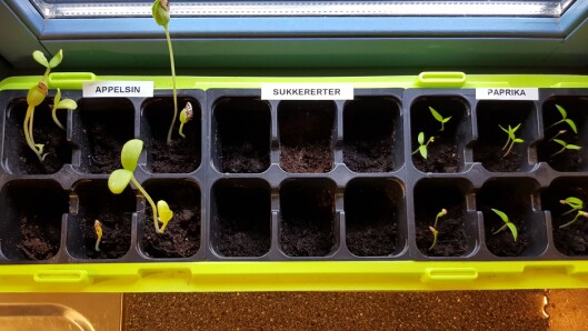 Barnehagen har hatt prosjekter der de har utforsket hva som skjer når de planter frø fra frukt og grønnsaker de har spist. Barnehagen har hatt prosjekter der de har utforsket hva som skjer når de planter frø fra frukt og grønnsaker de har spist.