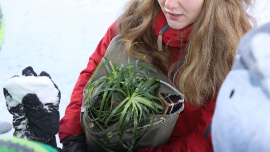 Treet Trym fulgte barna på ferden gjennom Botanisk hage. Treet Trym fulgte barna på ferden gjennom Botanisk hage.