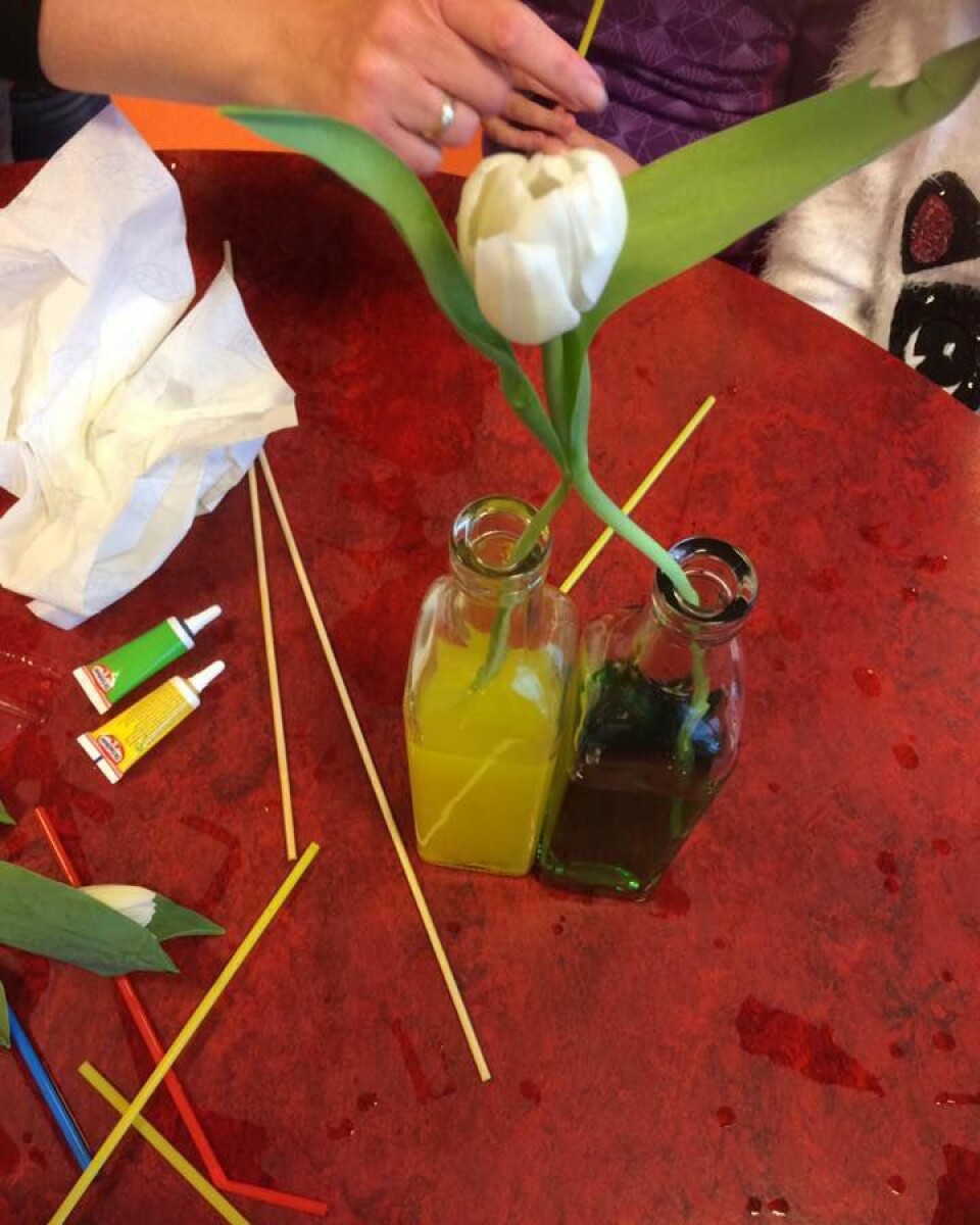 På avdeling Askeladden gjorde barna ulike forsøk og undret seg over hva som kanskje kommer til å skje. Vil tulipanene skifte farge til i morgen?