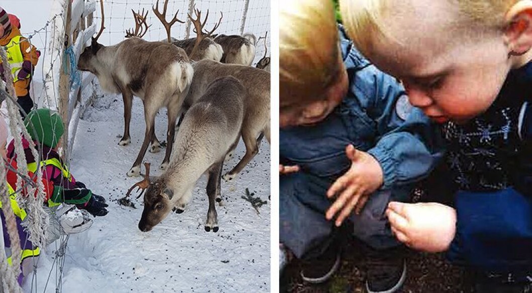 Skittenelv barnehage vant Forskerfrøprisen for prosjektet «Hvorfor ser reinsdyrbæsj ut som mokkabønner?», mens Bjørnestien barnehage vant for prosjektet «Oi, se der! 1- og 2-åringer som oppdagere og utforskere». Skittenelv barnehage vant Forskerfrøprisen for prosjektet «Hvorfor ser reinsdyrbæsj ut som mokkabønner?», mens Bjørnestien barnehage vant for prosjektet «Oi, se der! 1- og 2-åringer som oppdagere og utforskere».