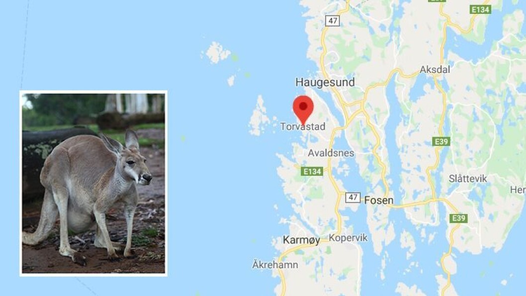 Bildet av kenguruen er et illustrasjonsbilde hentet fra Getty Images, og ikke et bilde av kenguruen som holder til i området ved barnehagen på Torvastad. Bildet av kenguruen er et illustrasjonsbilde hentet fra Getty Images, og ikke et bilde av kenguruen som holder til i området ved barnehagen på Torvastad.