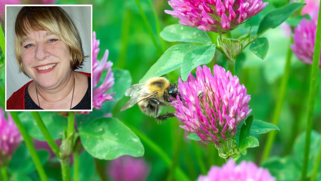 – Insektene har så mange forskjellige farger, fasonger og måter å leve på. Det er en verden som aldri slutter å fascinere, sier biolog Hjørdis Bakke. – Insektene har så mange forskjellige farger, fasonger og måter å leve på. Det er en verden som aldri slutter å fascinere, sier biolog Hjørdis Bakke.