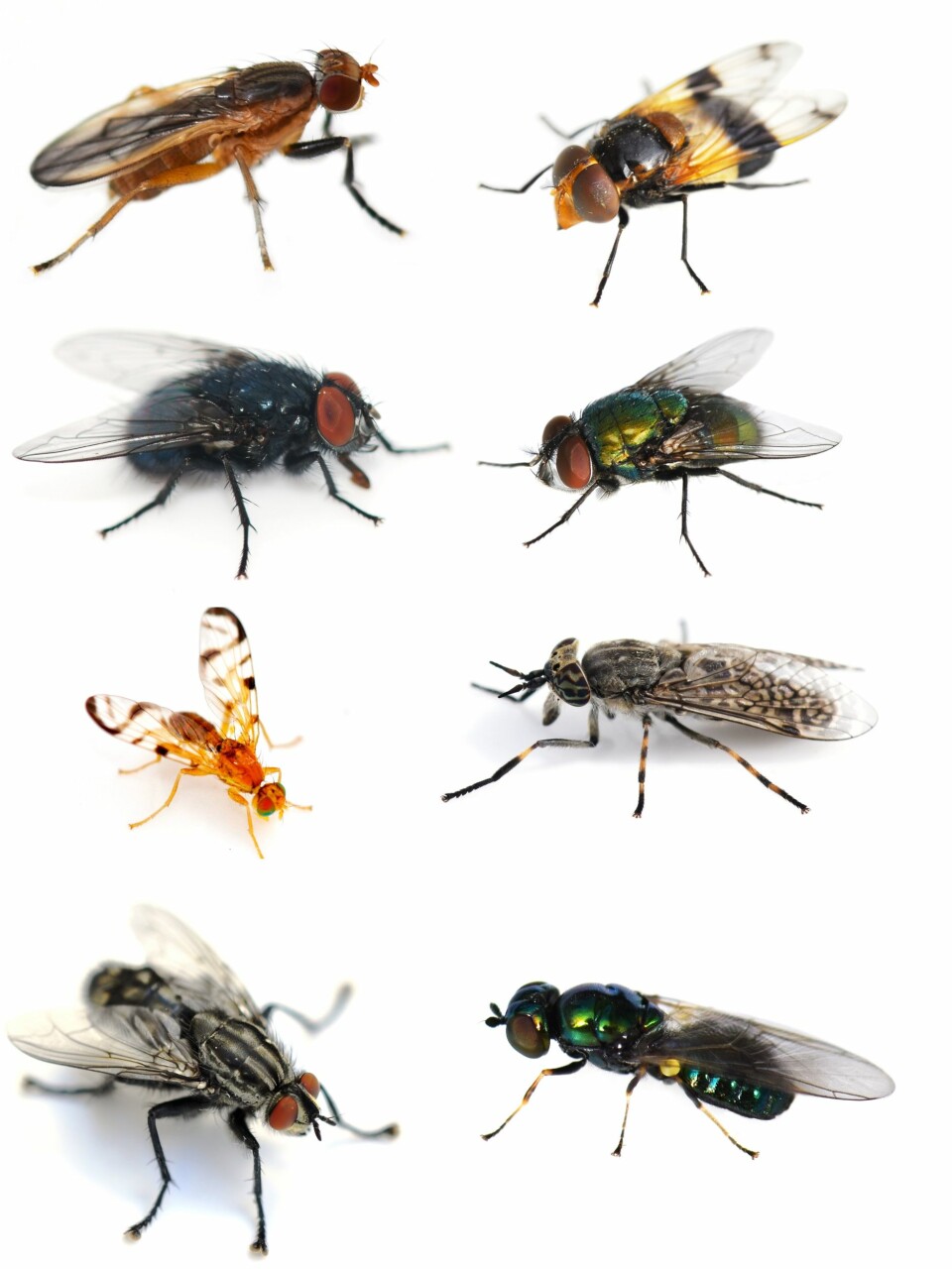 I Norge finnes det rundt 3000 fluearter.