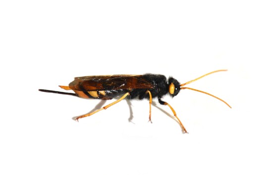 Kjempetrevepsen. Kjempetrevepsen.