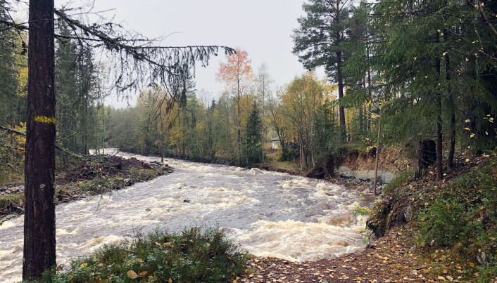 Elva Nørståe er en sideelv til Numedalslågen. Mandag rant den over, og inn i tettstedet Veggli. Elva Nørståe er en sideelv til Numedalslågen. Mandag rant den over, og inn i tettstedet Veggli.