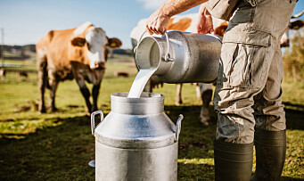 Fikk melk rett fra kua på gårdsbesøk - barna ble syke