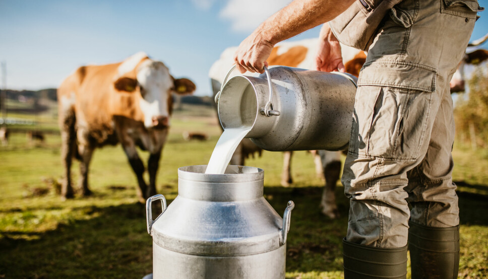 – Å servere rå melk til barnehagebarn som besøker en gård innebærer en risiko og er ikke tilrådelig, opplyser Mattilsynet.