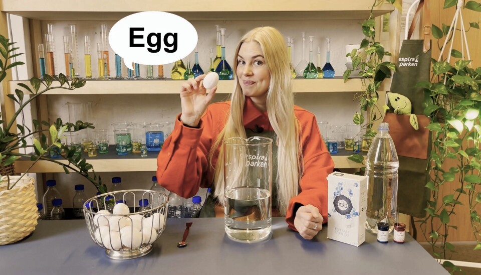 Egg er en naturlig ingrediens i forsøkene Oda Bjerknes skal gjøre i laboratoriet denne påsken.