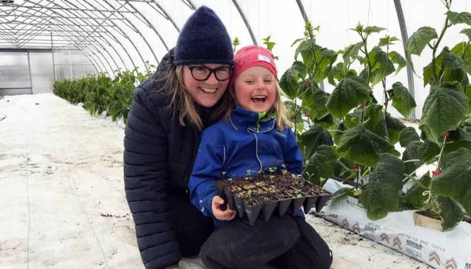 Over 9000 grønnsaksplanter skal deles ut til barnehagene i Innlandet. Plantene klargjøres i drivhuset hos grøntprodusent Louise Gjør.