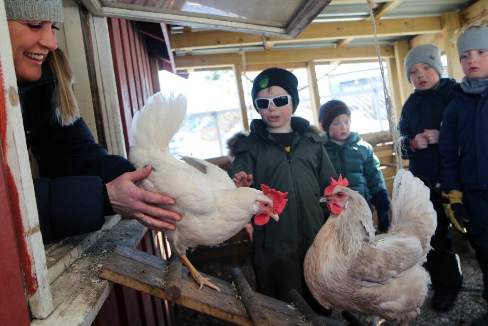 Hønene som er ruget fram i Norlandia Vollen naturbarnehage holder dem med egg - og spiser maten som ellers ville blitt matavfall.
