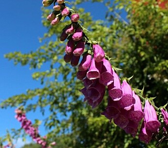 <span class=" italic" data-lab-italic_desktop="italic">Revebjelle er en giftig plante i norsk natur.</span> <span class=" italic" data-lab-italic_desktop="italic">Revebjelle er en giftig plante i norsk natur.</span>