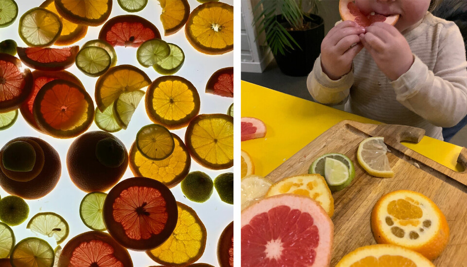 Tidligere i januar utforsket både store og små sitrusfrukter. De kjente på fruktkjøttet, smakte, studerte med lupe og la fruktskiver på et lysbord.