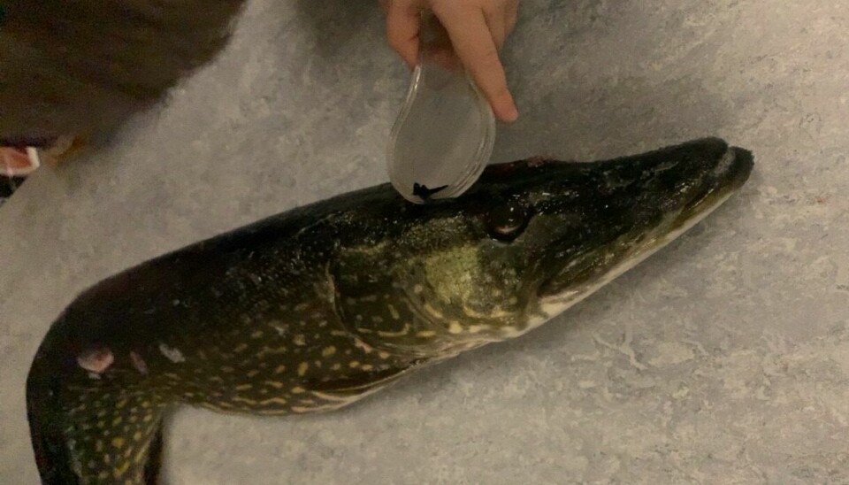 «I magesekken fant vi en liten fisk og en fiskekrok – for noen historier det ble!» skriver Lundemo på sin Instagram-konto @kjokkenpedagogen.