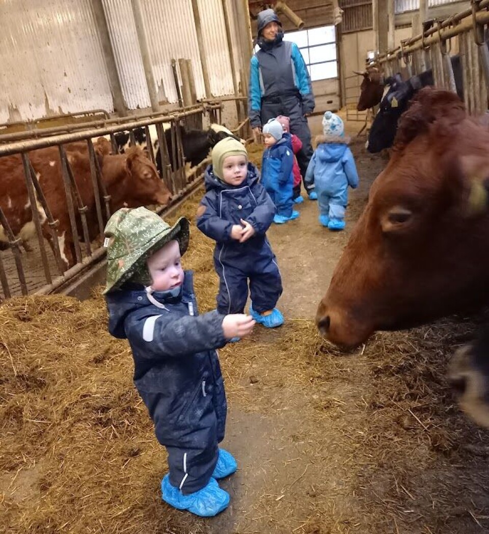 Gabriel (snart 2) og Casper (1,5) er på fjøsbesøk og erfarer hvor maten kommer fra.