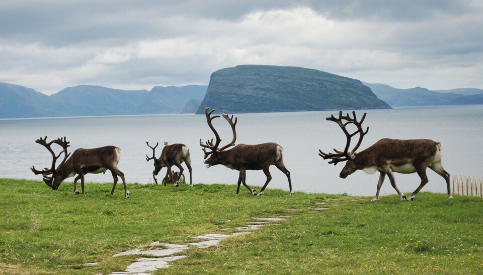 At rein inntar bebyggelsen i Hammerfest er ikke et nytt fenomen.
