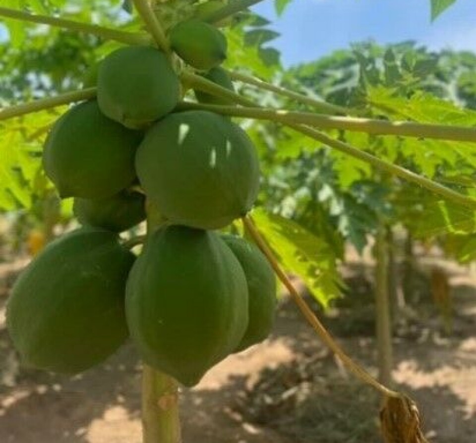 Fra papaya-gården.