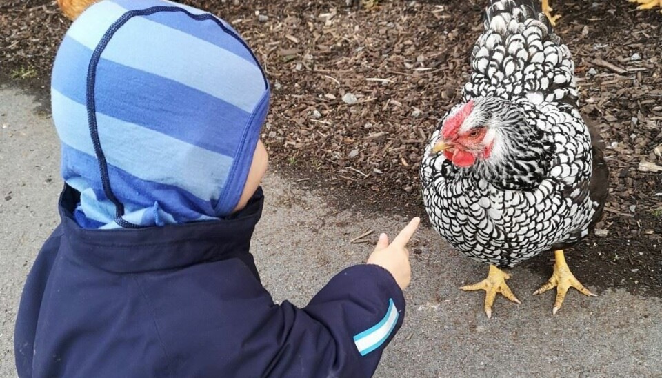 I fjor ble over halvparten av hønene i Medbroen gårdsbarnehage stjålet. I år ble tyven tatt på fersk gjerning. I fjor ble over halvparten av hønene i Medbroen gårdsbarnehage stjålet. I år ble tyven tatt på fersk gjerning.