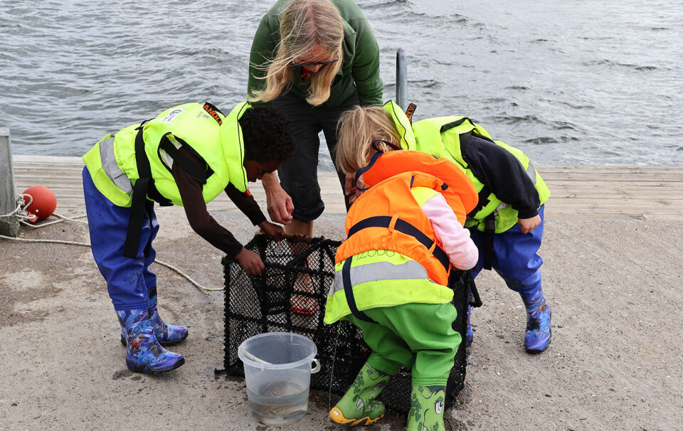 Barna undersøker om det er kommet fisk og krabber i teinen.