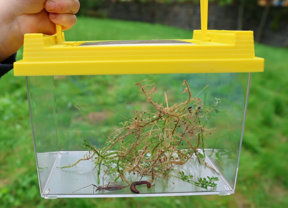 Et stankelbein og en meitemark granskes i et terrarium. Hvorfor har stankelbeinet kun fire bein? Et barn kom med mose som skulle gjøre det bedre for dyrene.